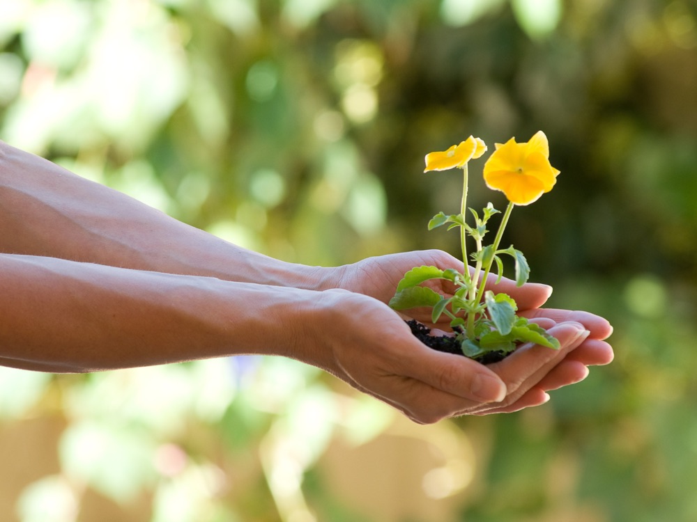 Hände reichen eine kleine gelbe Blume in Erde weiter